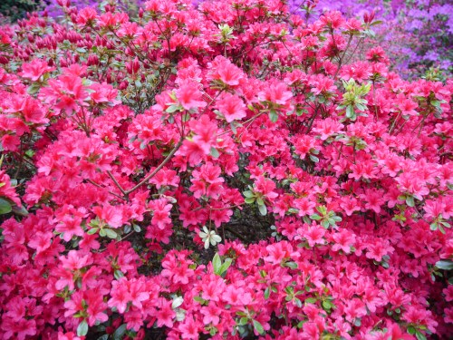 Pink Flowers Netherlands Lisse