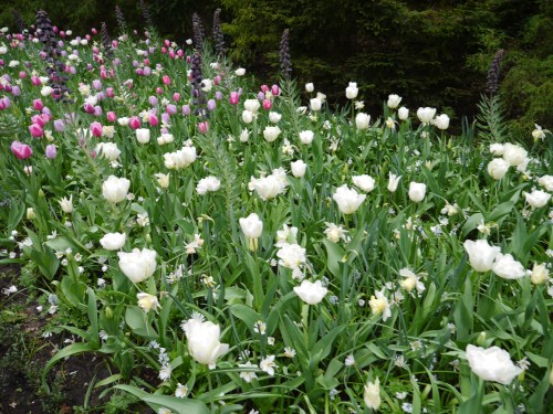 Pretty Flowers Netherlands