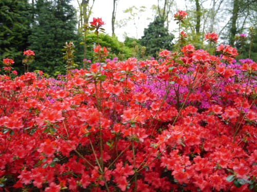 Red Flowers Lisse Keukenhof