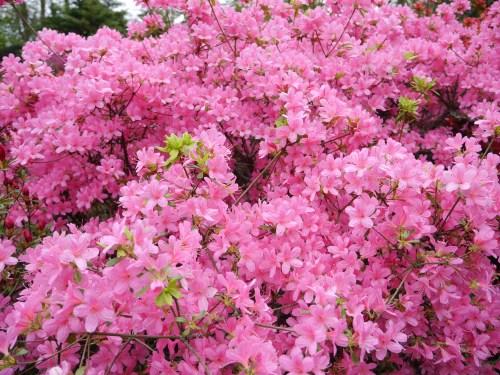 Pink Blossoms