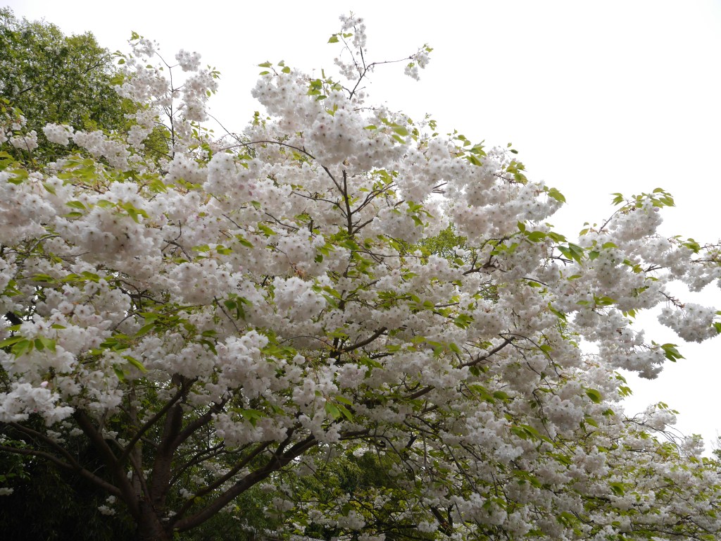 [AMSTERDAM] Keukenhof Gardens Part&nbsp;Six