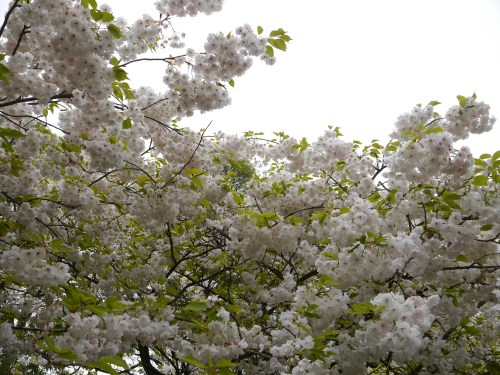 White Sakura Flowers