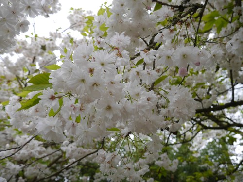 Japanese Sakura flowers in Europe