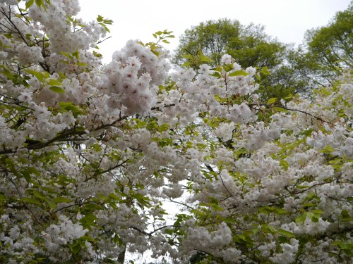 Europe cherry blossoms