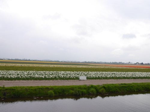 crops of tulips