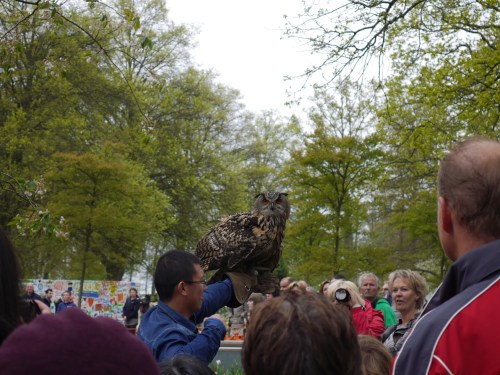 Owl Lisse