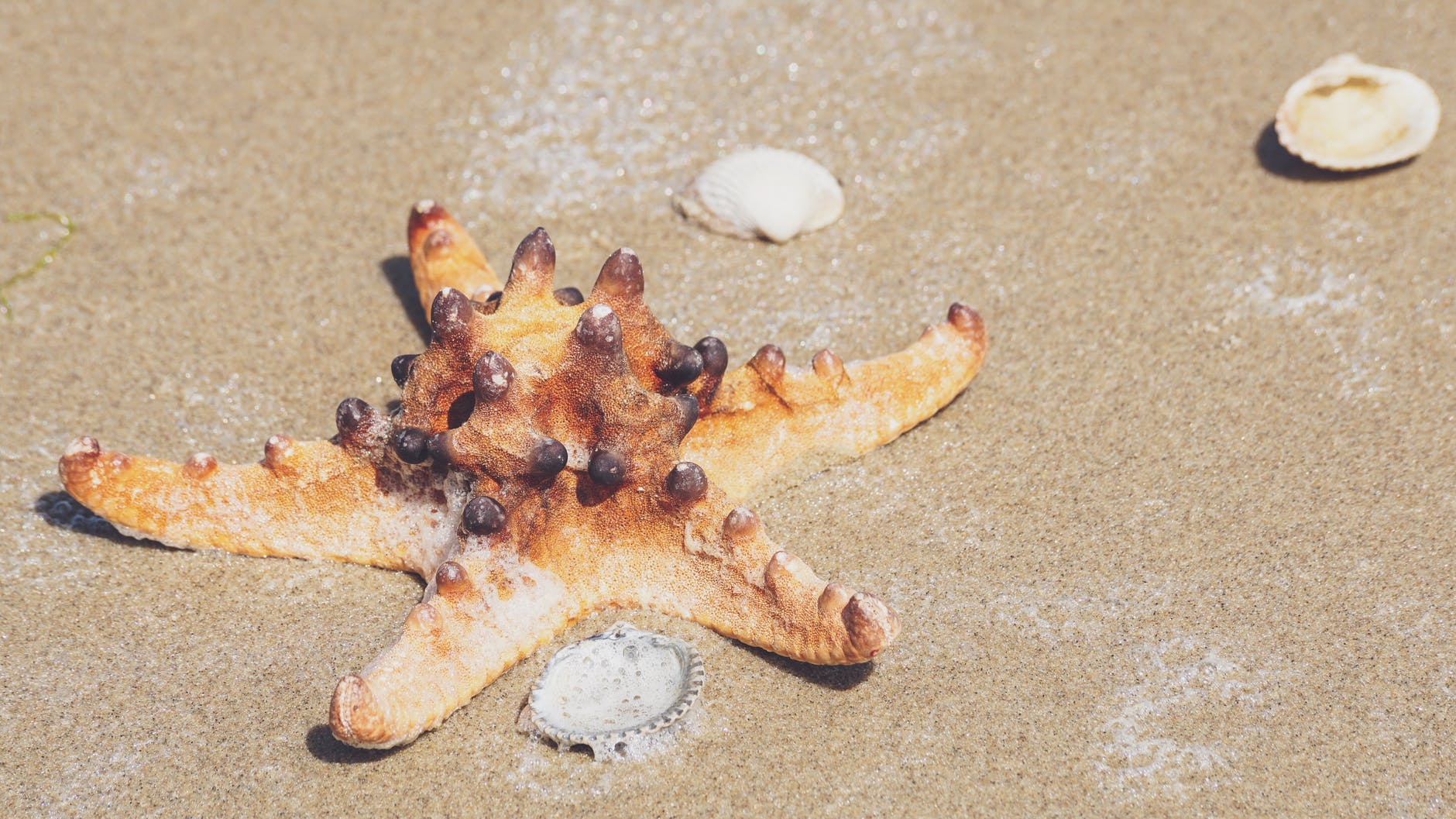 [Qingdao] Starfish, Sea Urchin and Other Exotic Foods