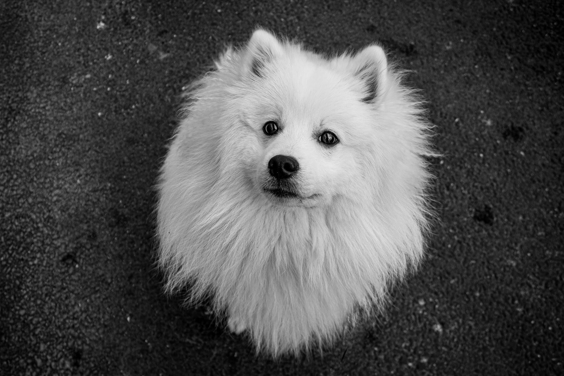 Lucky the Japanese Spitz | Dog VLOG Episode 1